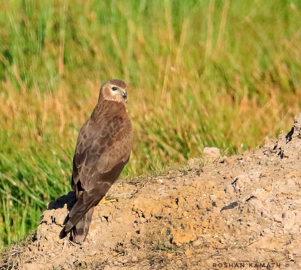 Pied Harrier - ML522590981