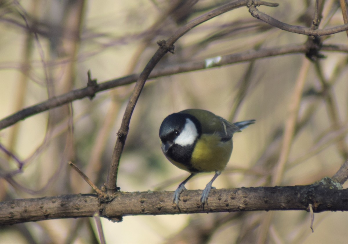 Great Tit - ML522591181
