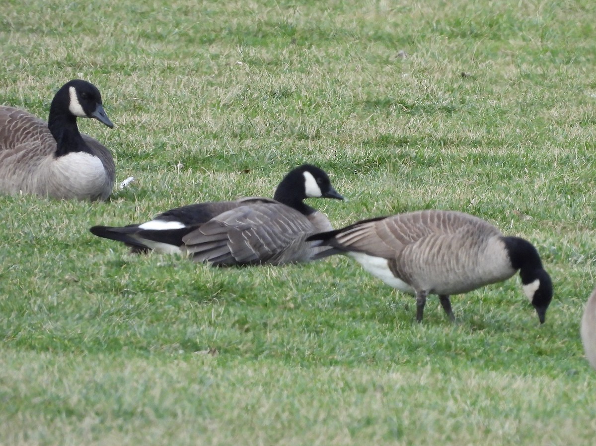 Cackling Goose - Fannie Courtier