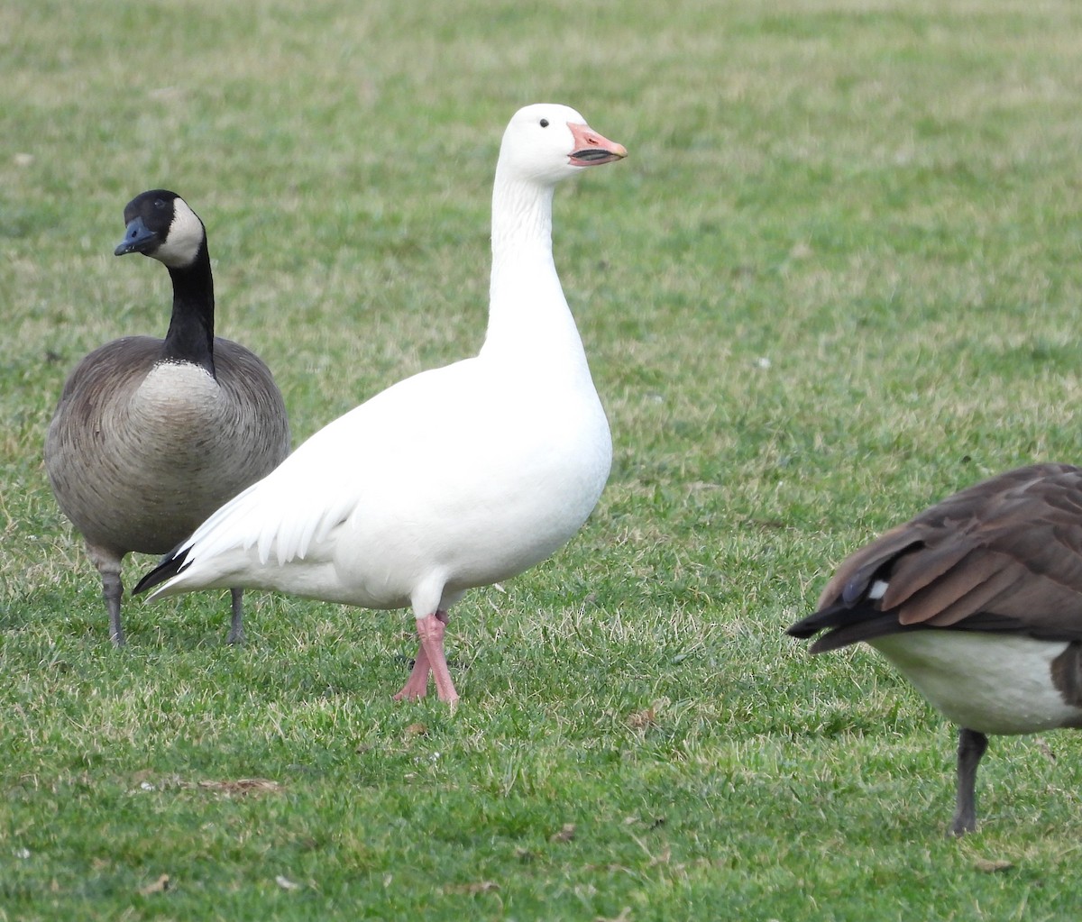 Snow Goose - ML522591541