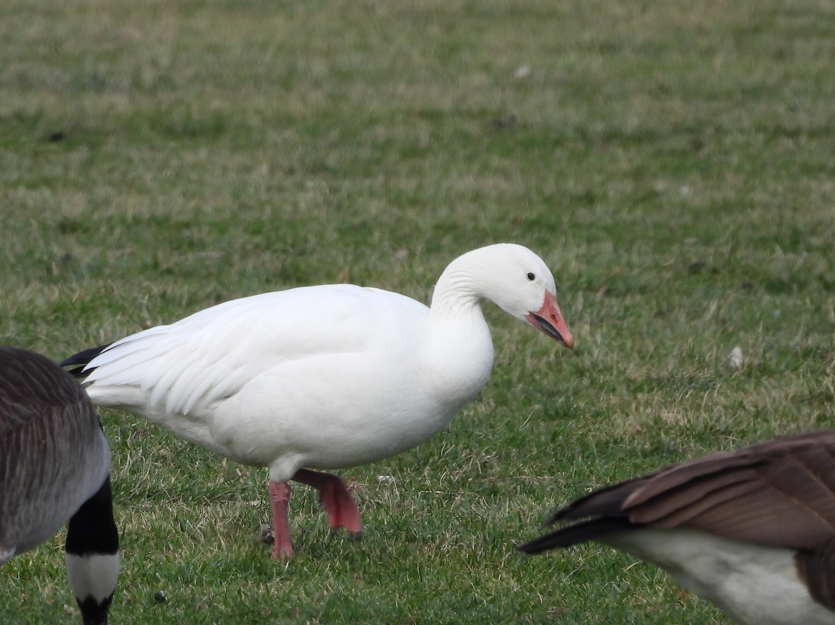 Snow Goose - ML522591561