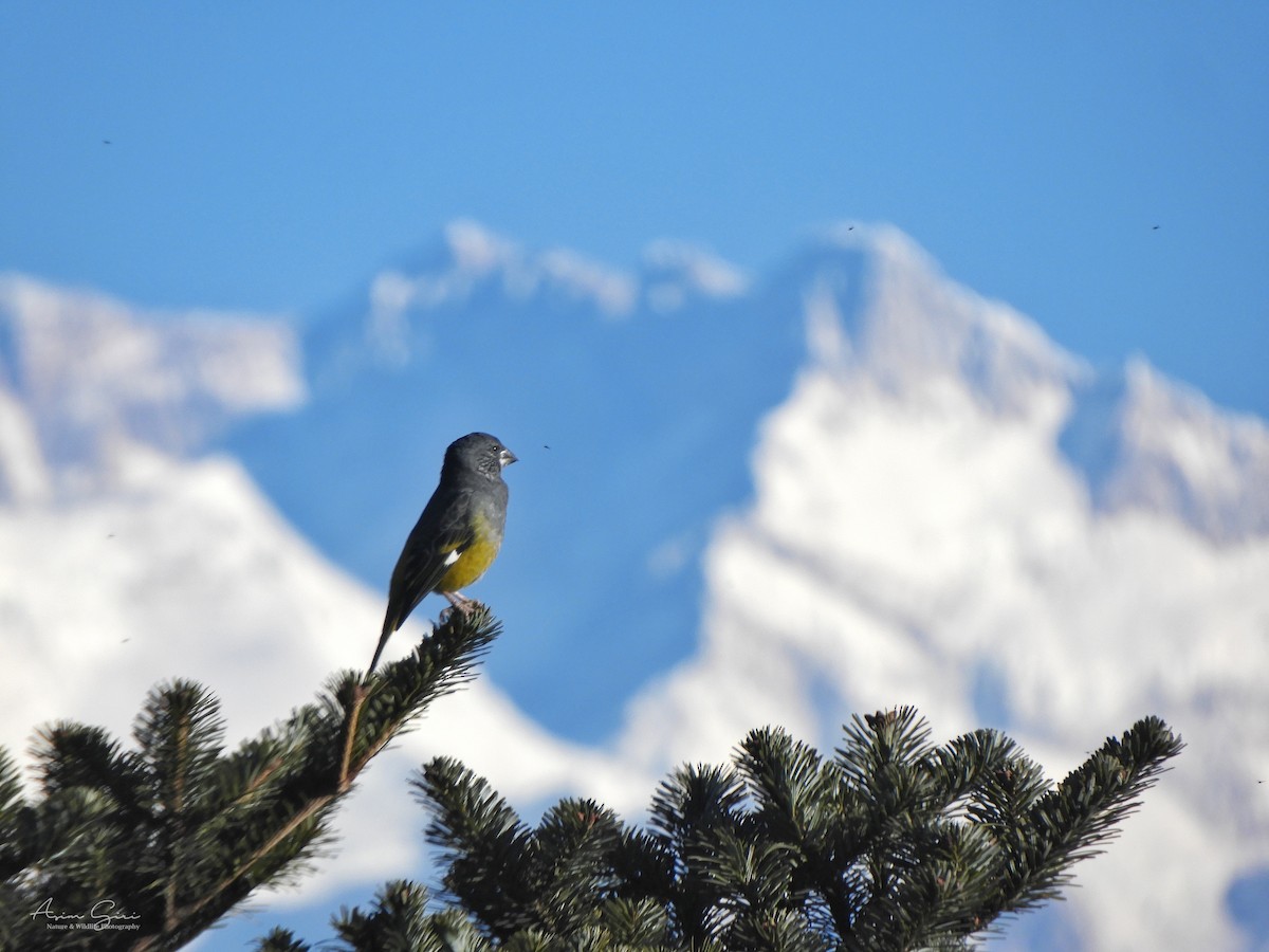 White-winged Grosbeak - Asim Giri