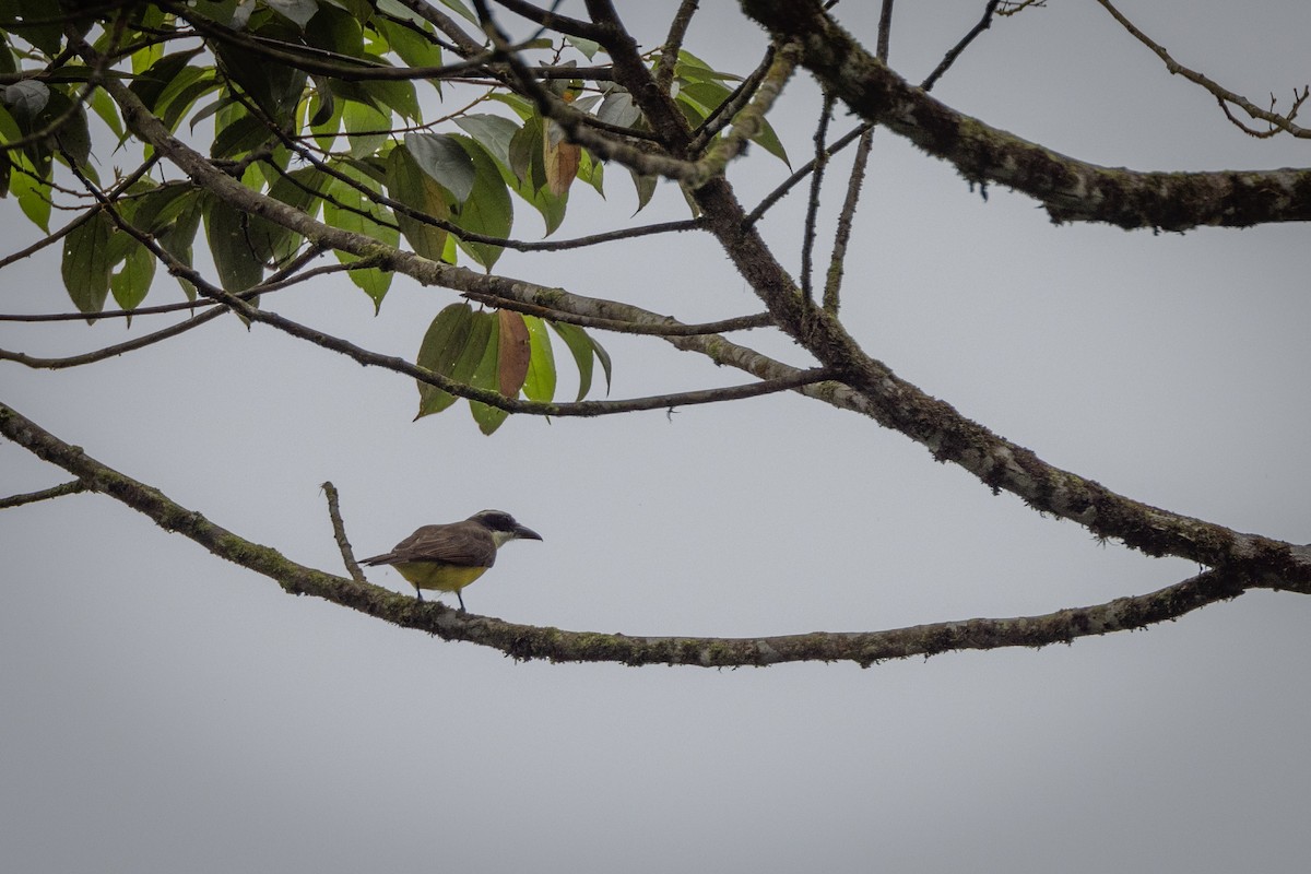 Boat-billed Flycatcher (Tumbes) - ML522593461