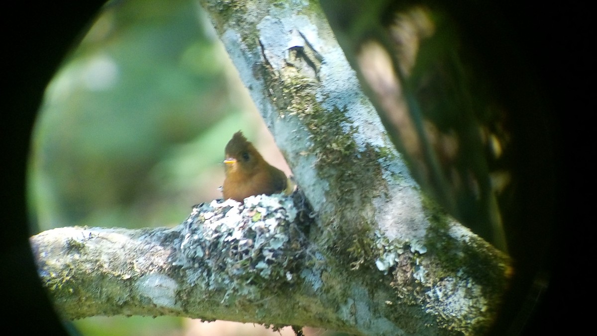 Tufted Flycatcher - ML52259361