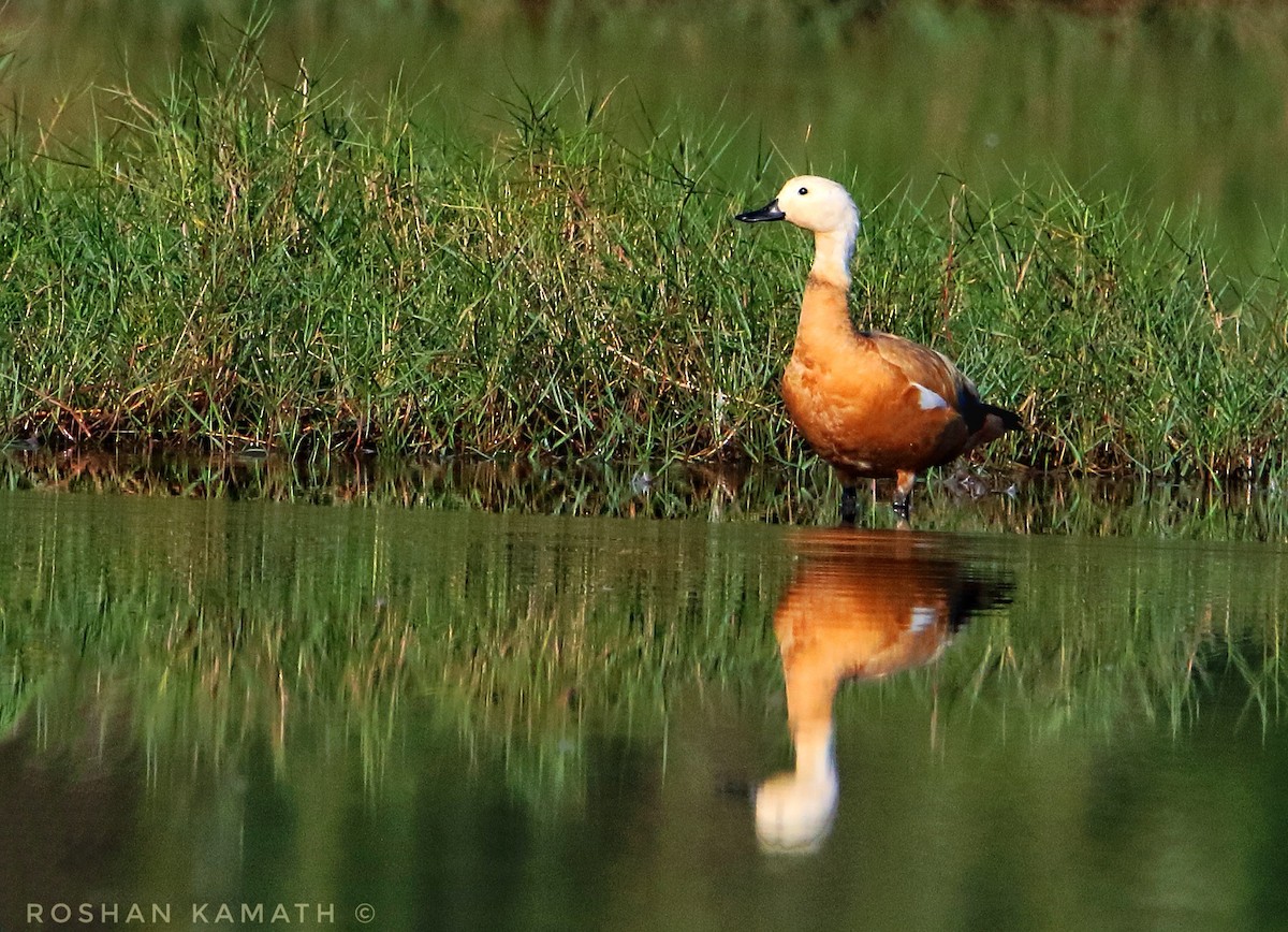 Ruddy Shelduck - ML522594331