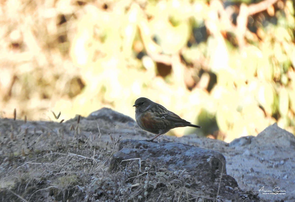 Alpine Accentor - Asim Giri