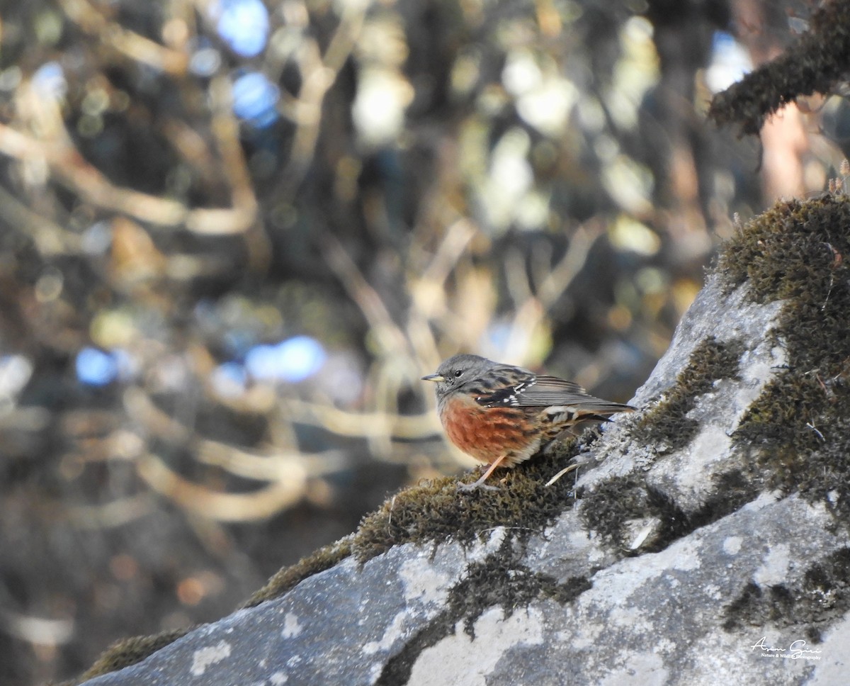 Alpine Accentor - Asim Giri