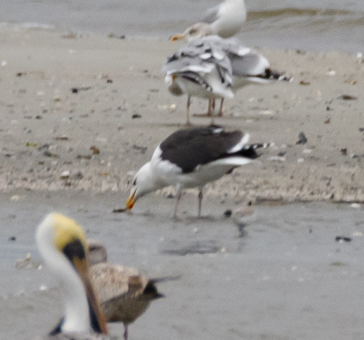 Great Black-backed Gull - ML522596291