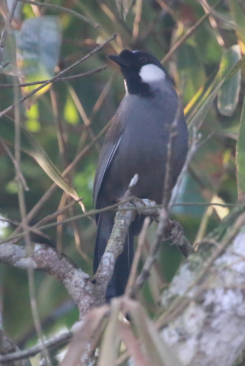 Black-throated Laughingthrush - David Stejskal