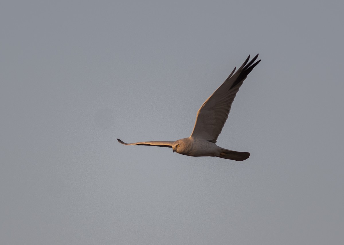 Pallid Harrier - ML522597161