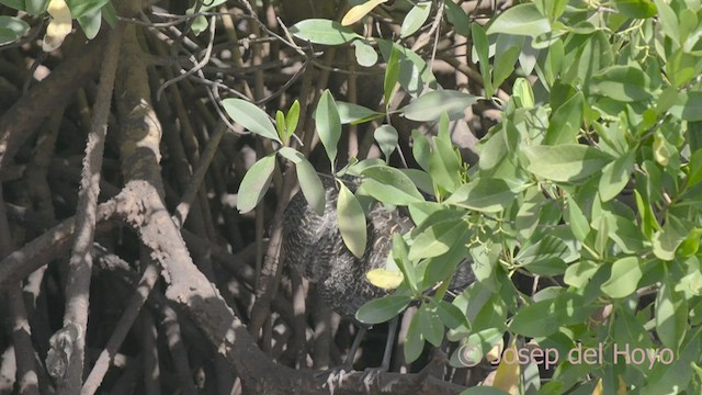 White-crested Tiger-Heron - ML522597571