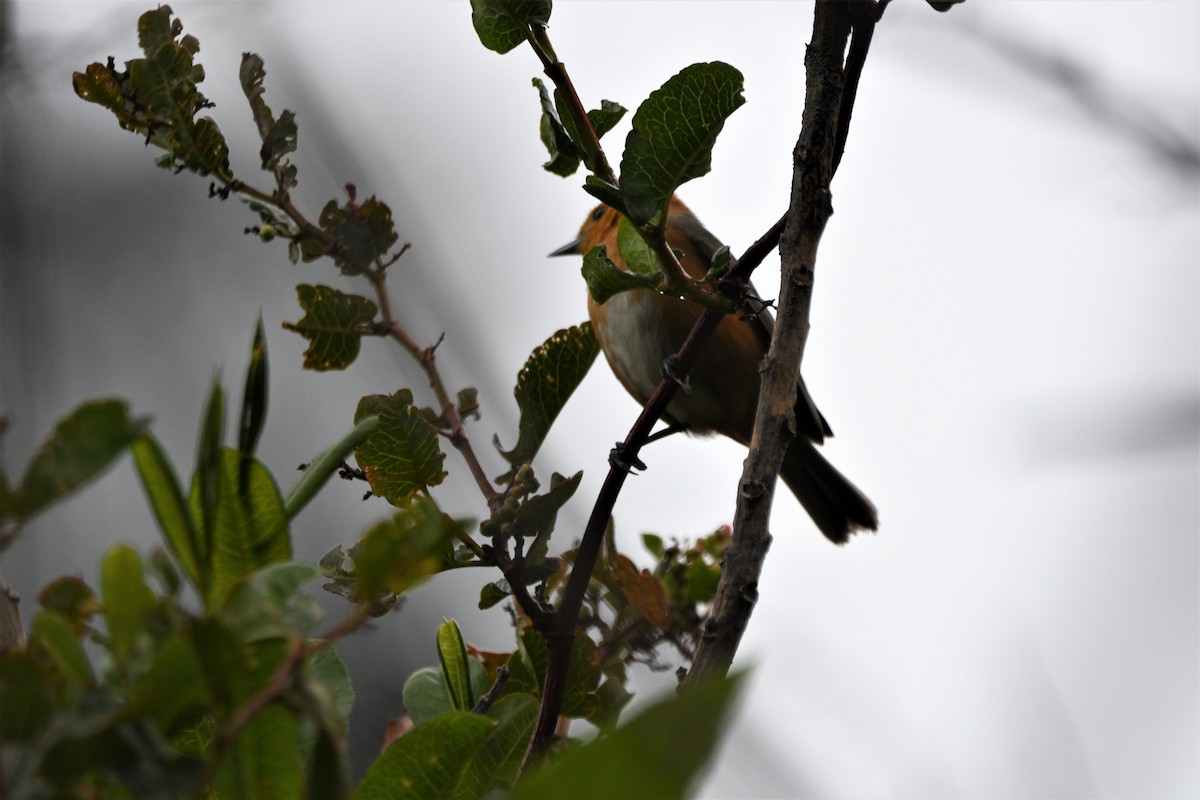 Rufous-chested Tanager - ML522597831