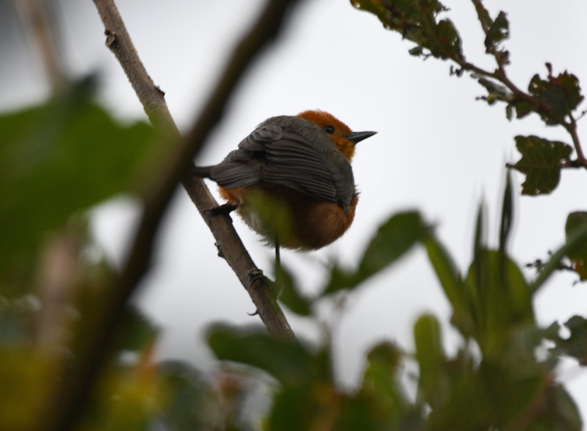 Rufous-chested Tanager - ML522597851