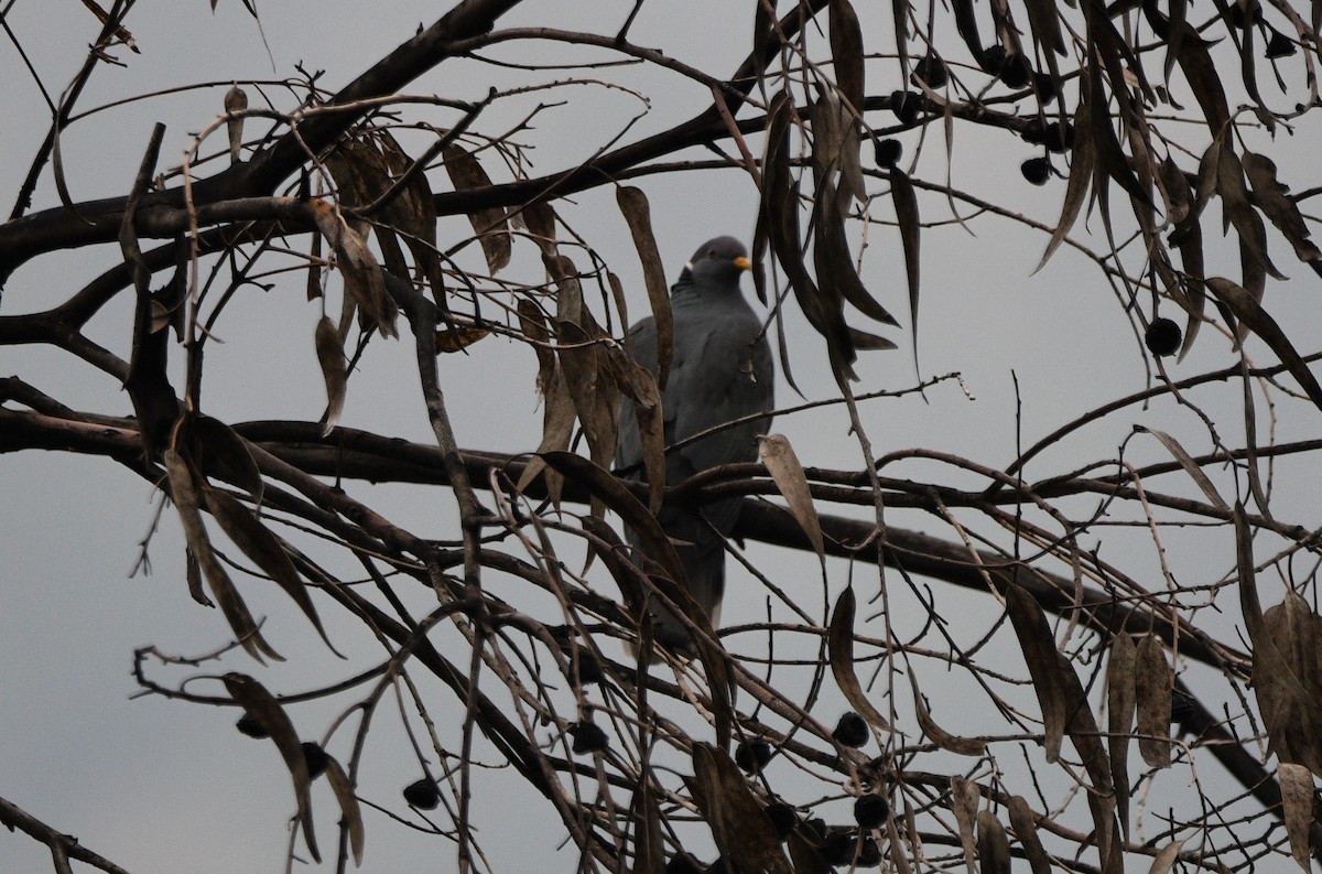 Band-tailed Pigeon - ML522598171