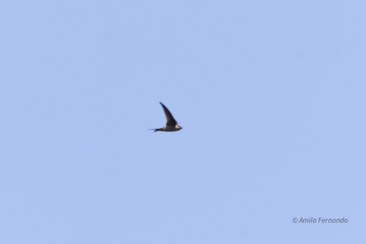 Asian Palm Swift - ML522598781