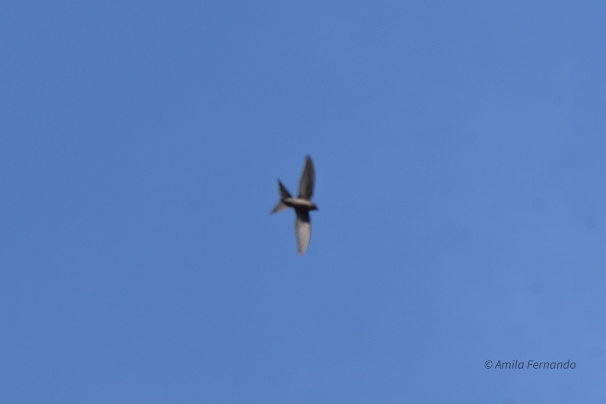 Asian Palm Swift - ML522598841