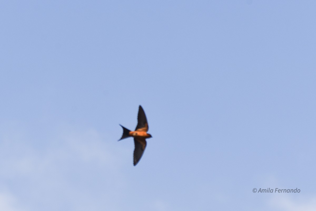 Sri Lanka Swallow - ML522598901