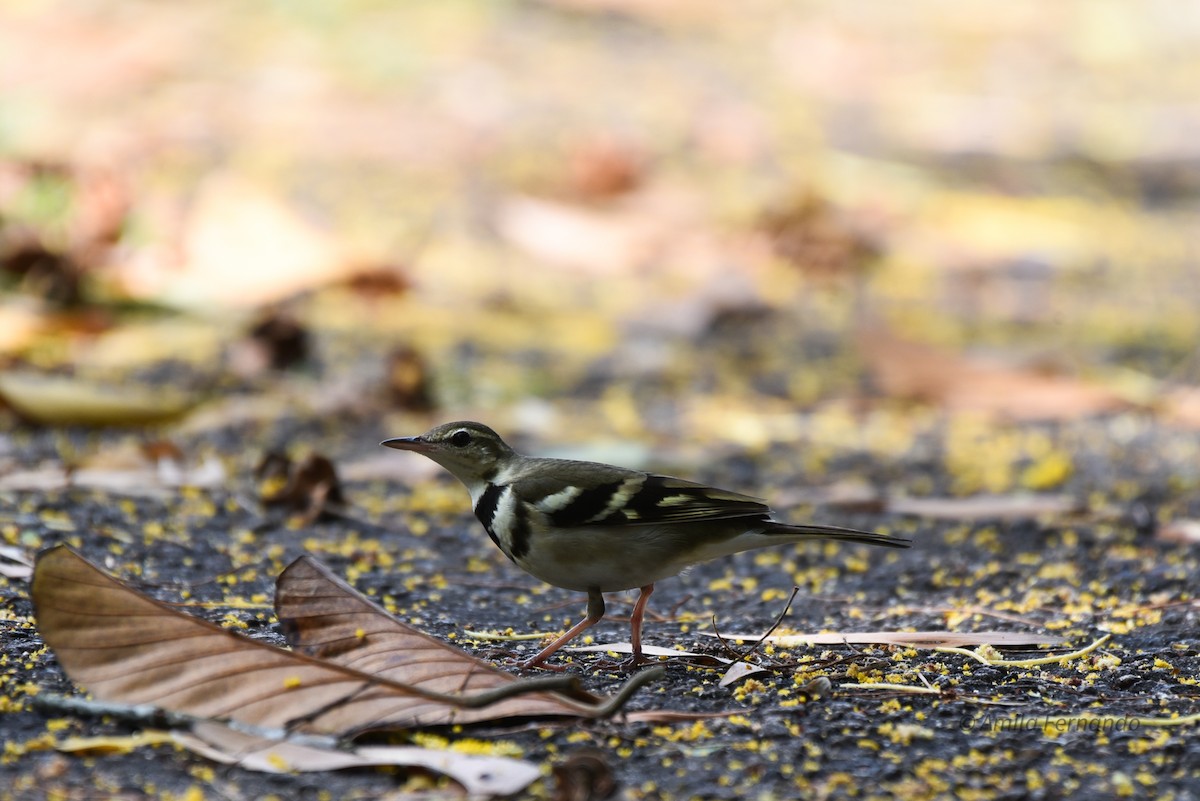 Forest Wagtail - ML522599171