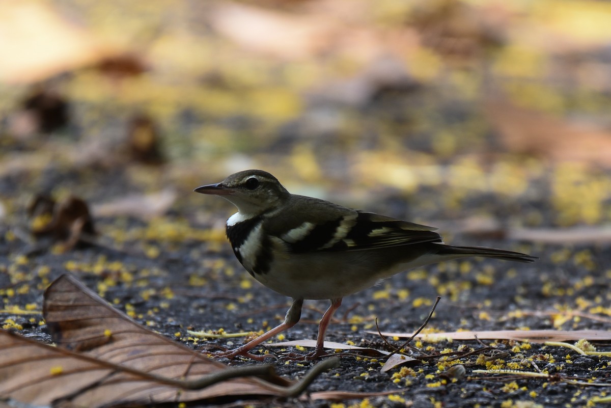 Forest Wagtail - ML522599221