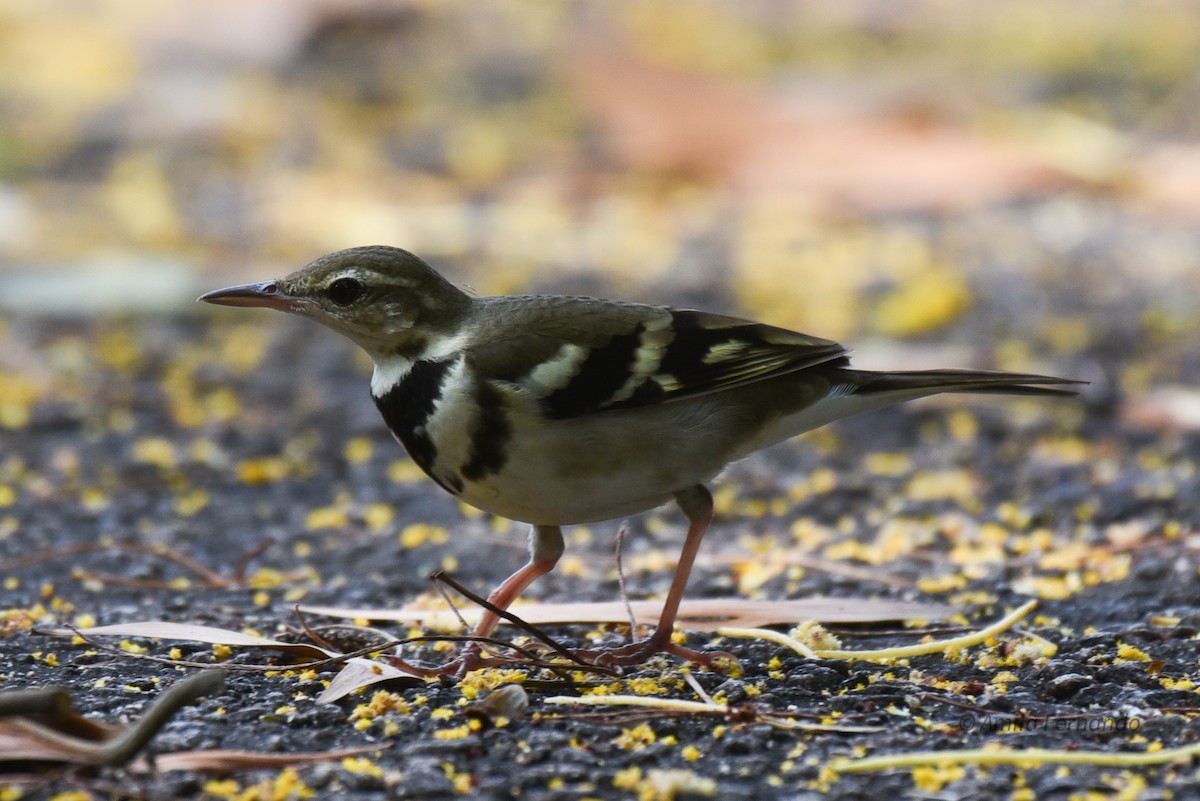 Forest Wagtail - ML522599231