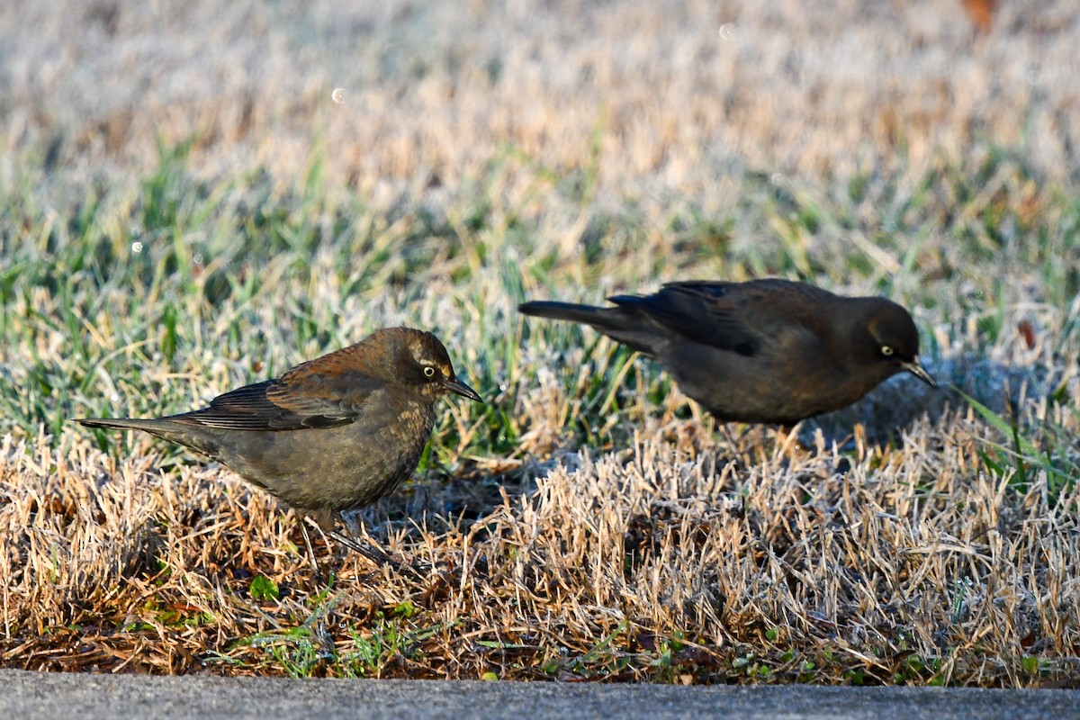 Rusty Blackbird - ML522599601