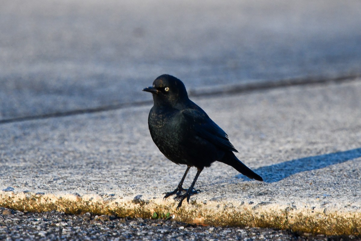 Rusty Blackbird - ML522600041