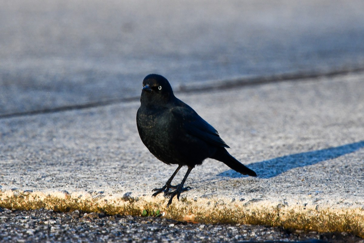 Rusty Blackbird - ML522600051