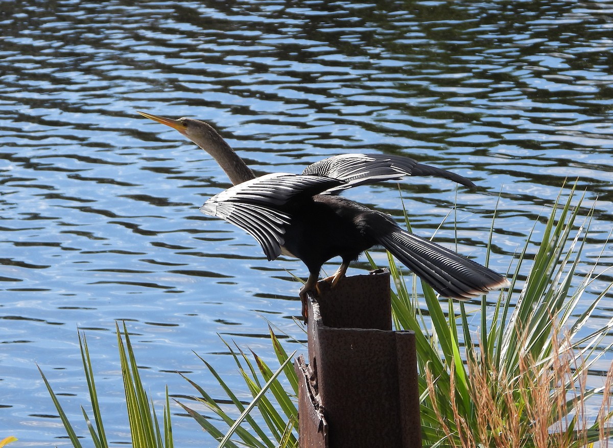 Anhinga - ML522600201