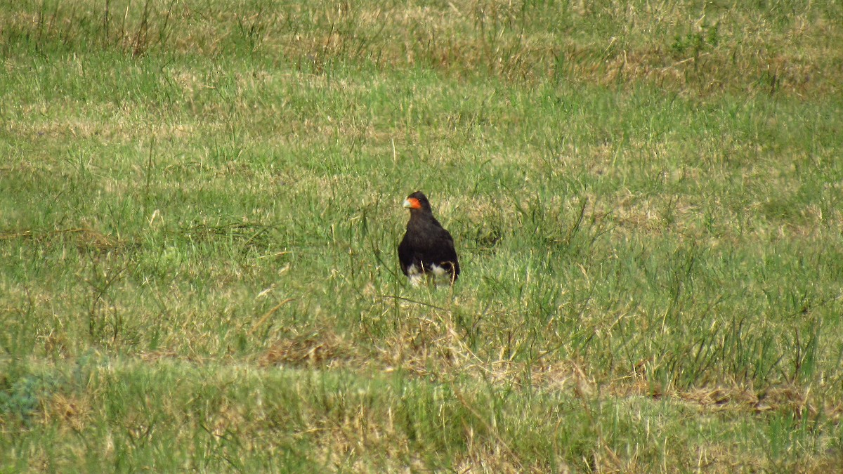 Mountain Caracara - ML522600301