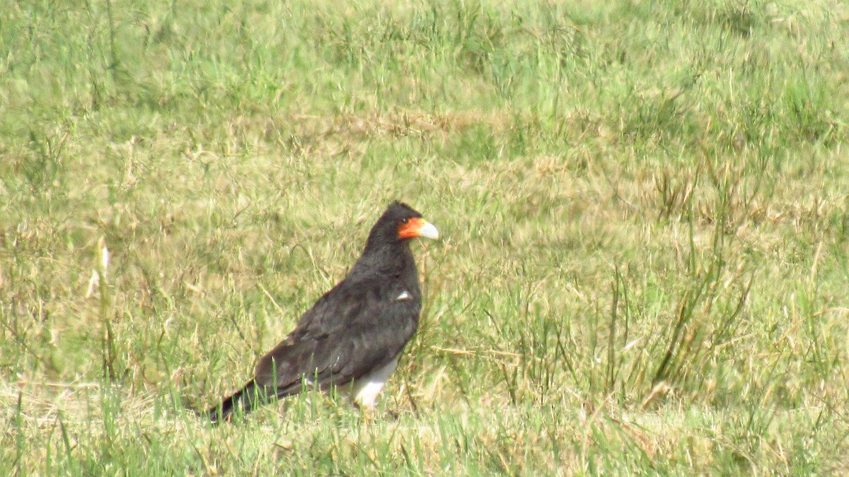 Mountain Caracara - ML522600311