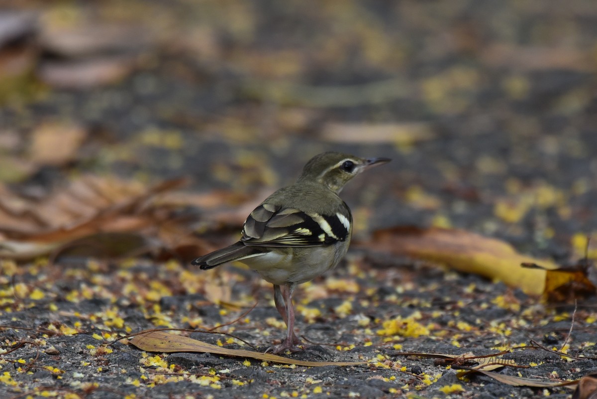 Forest Wagtail - ML522600351