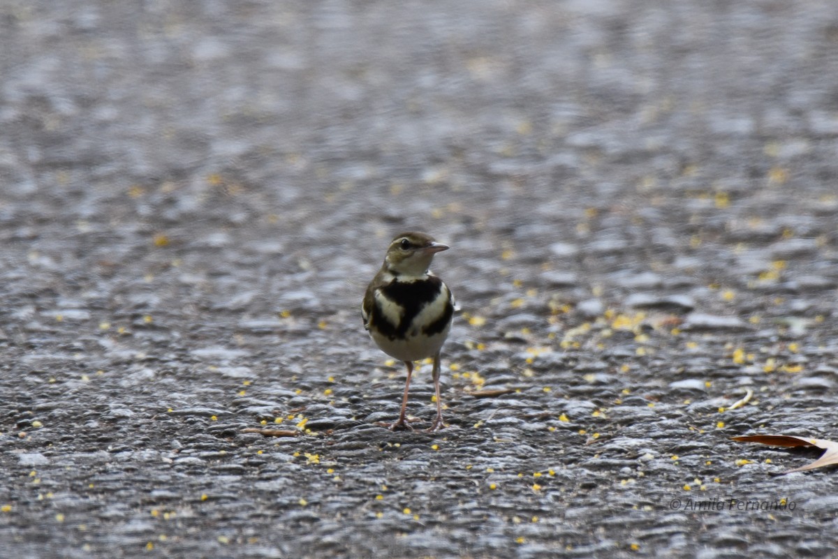 Forest Wagtail - ML522600361