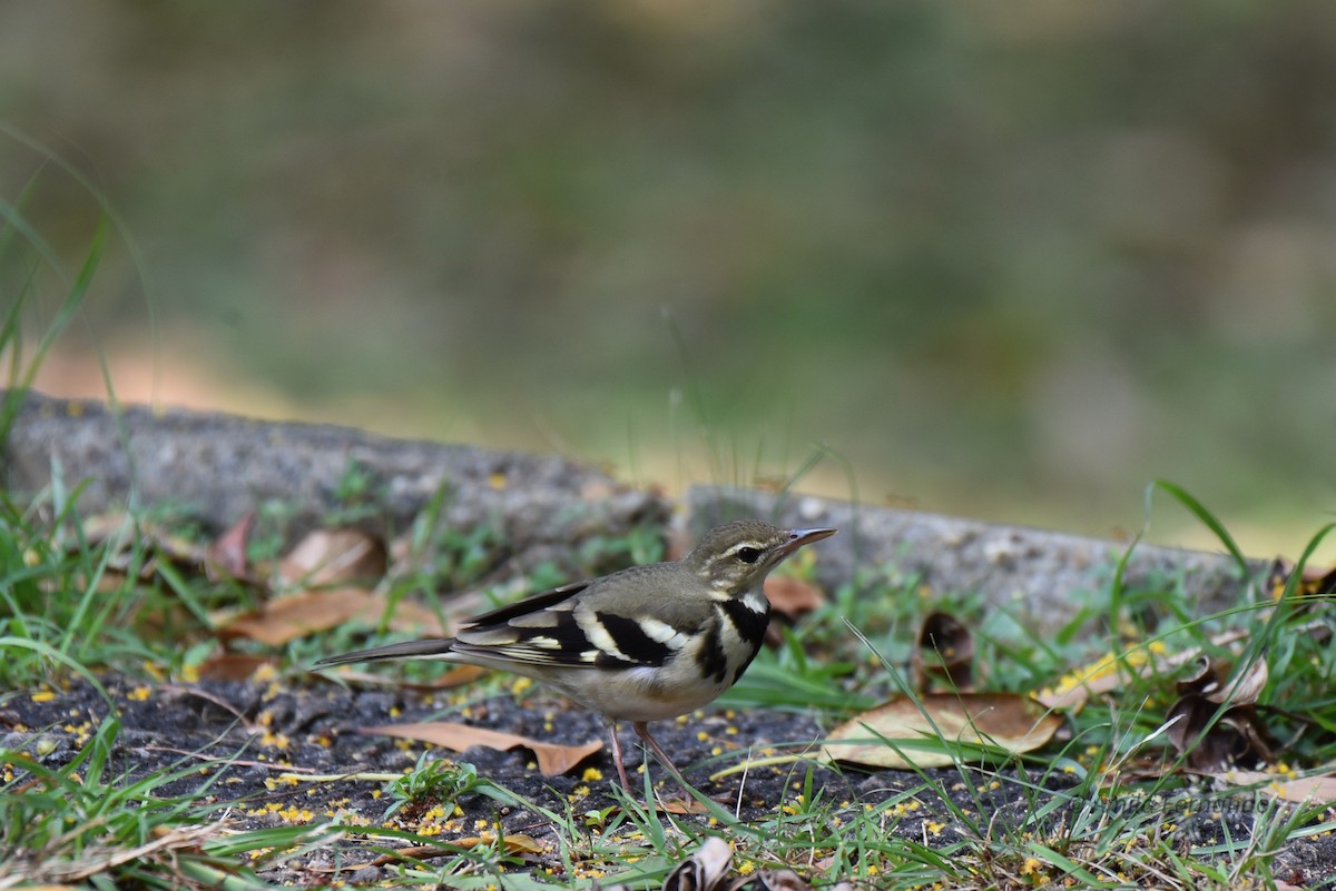 Forest Wagtail - ML522600371