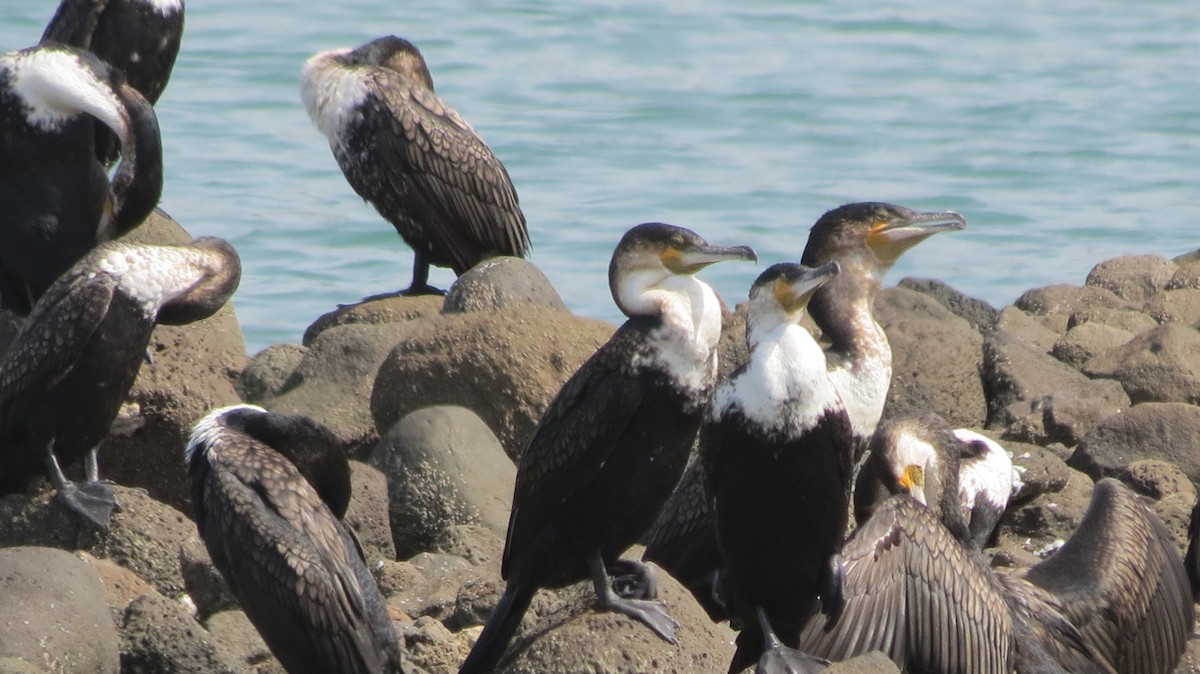 Great Cormorant - ML52260151