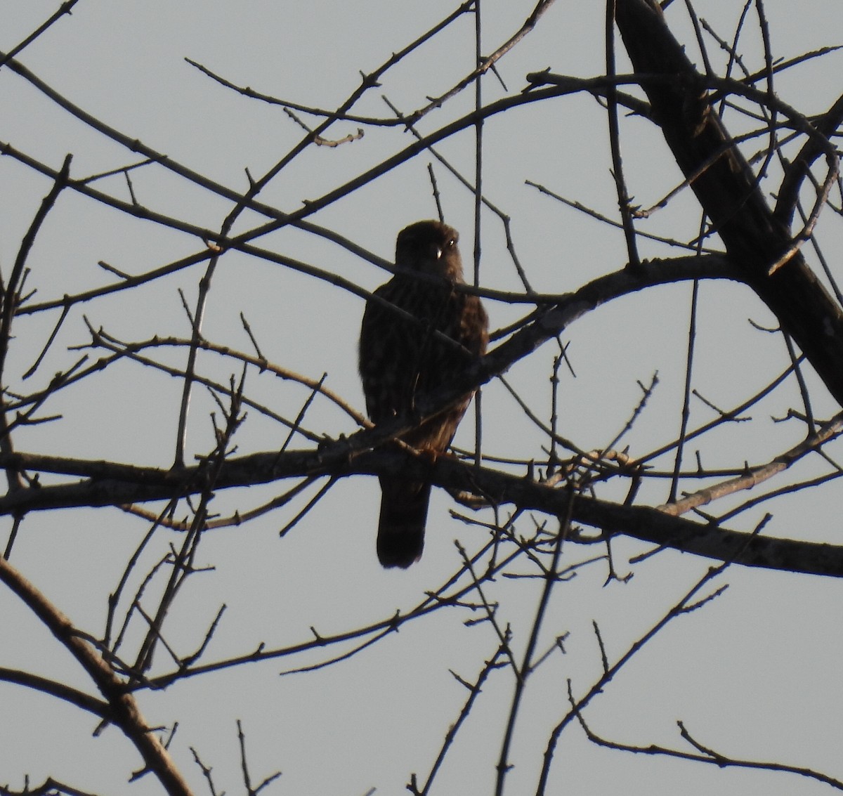 Double-toothed Kite - ML522602471