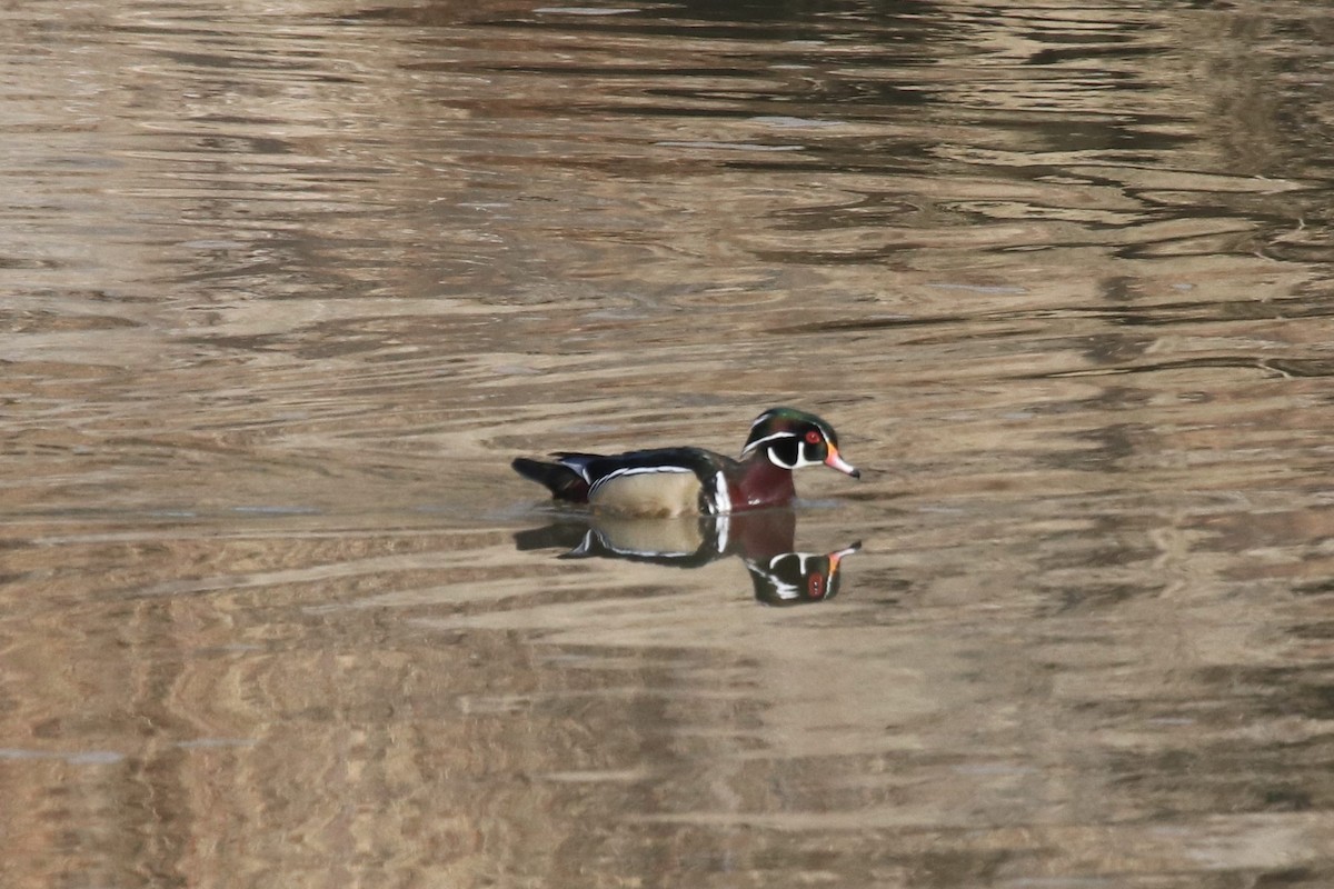 Wood Duck - ML522603271