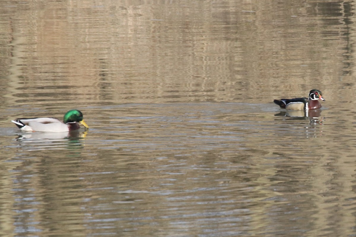 Wood Duck - ML522603301