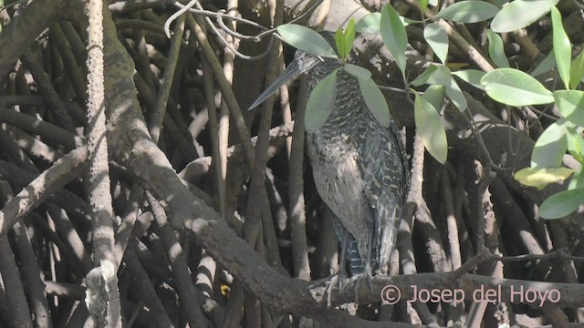 White-crested Tiger-Heron - ML522603511