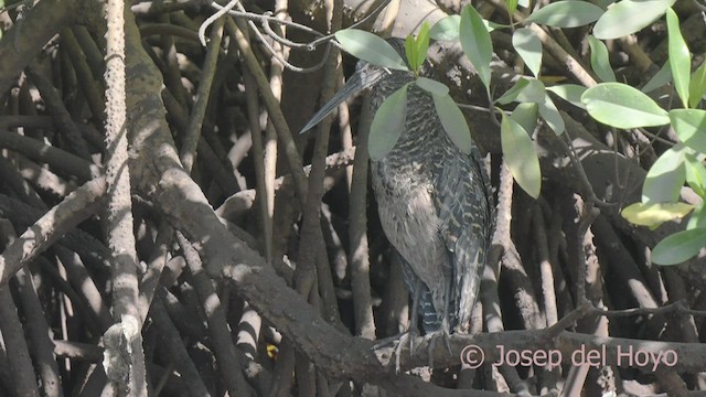 Onoré à huppe blanche - ML522603511