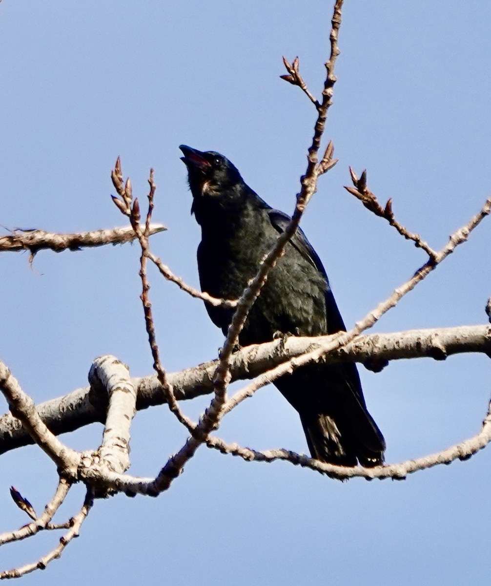 Fish Crow - ML522604201