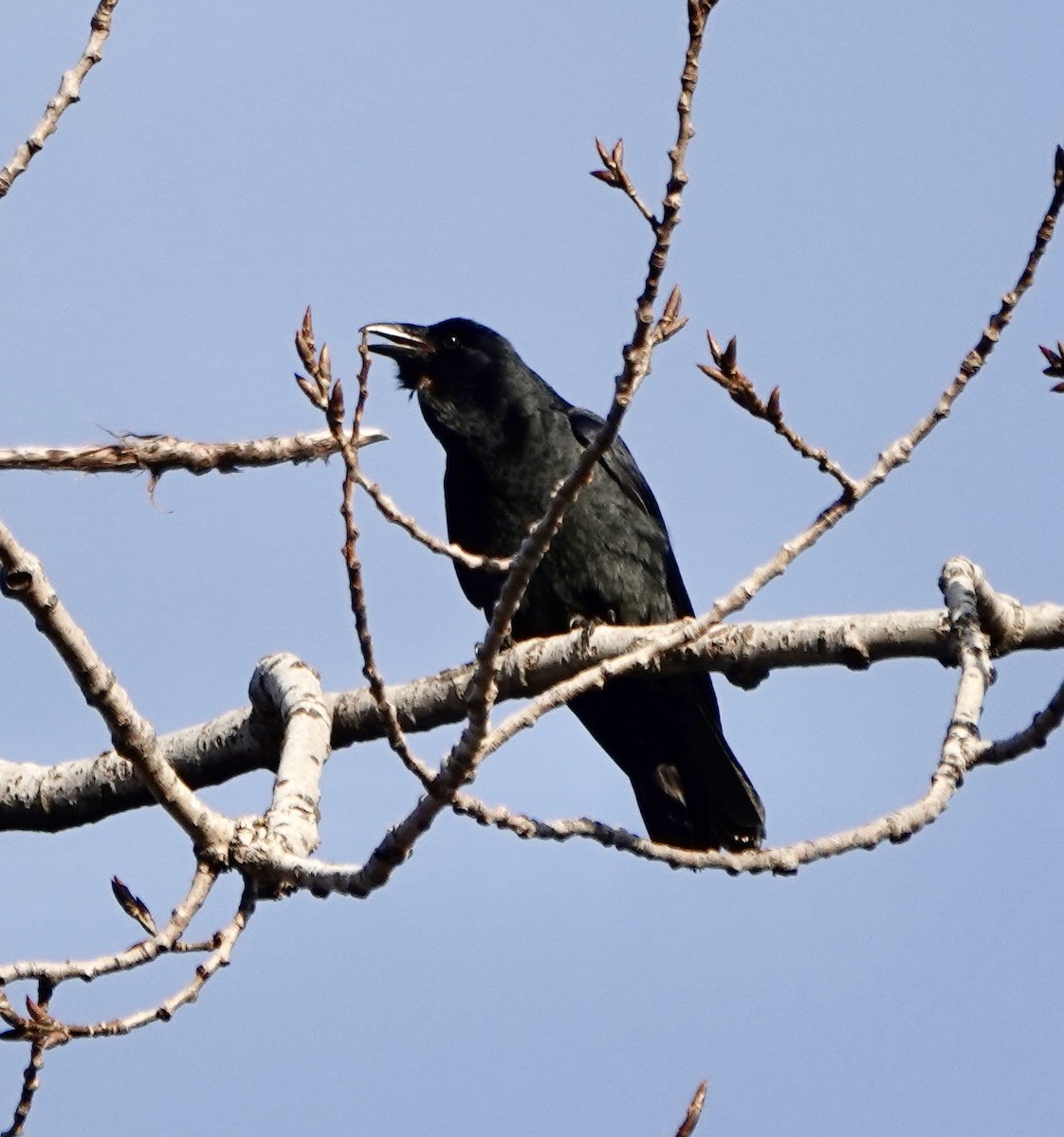 Fish Crow - ML522604211