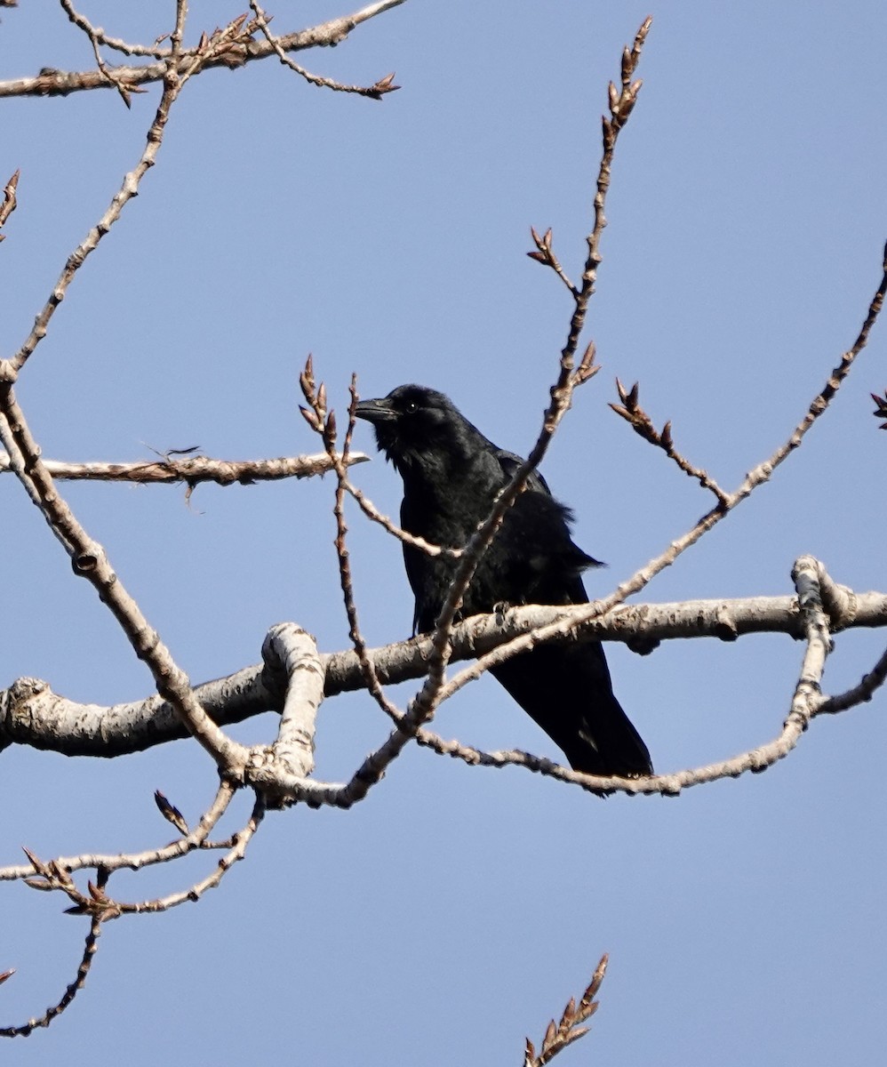 Fish Crow - ML522604231