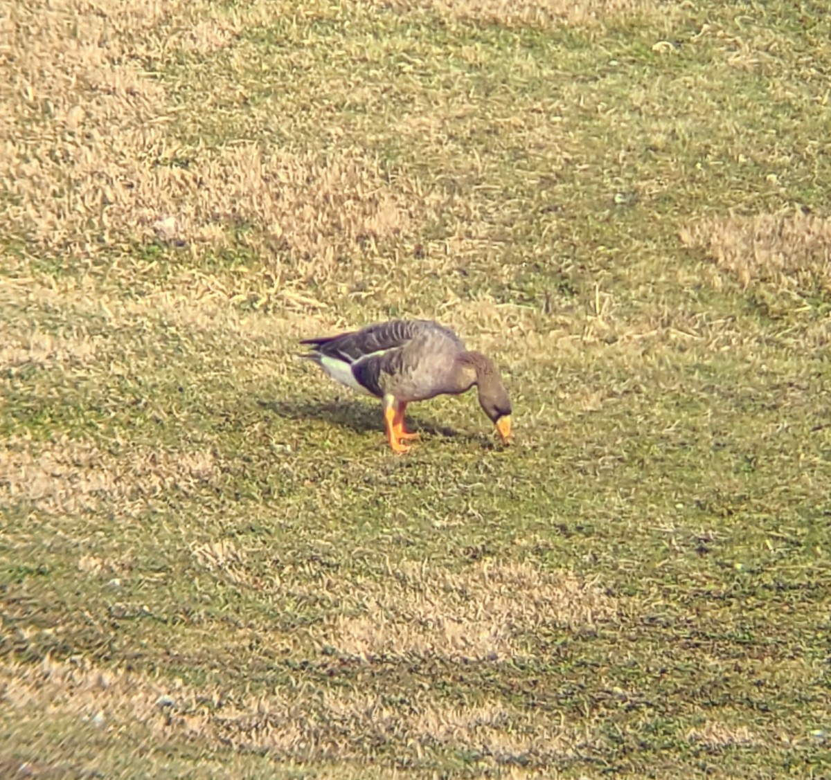 Greater White-fronted Goose - ML522604421