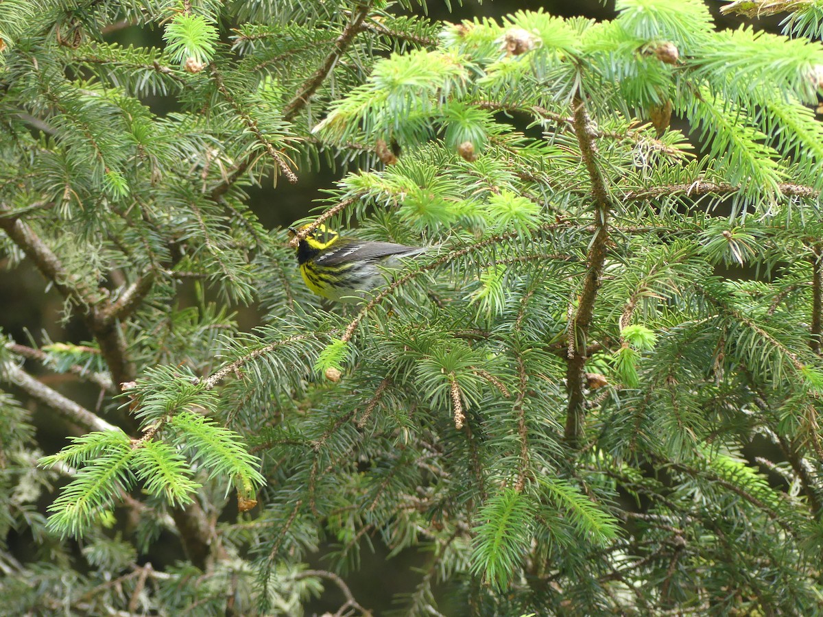 Townsend's Warbler - ML522606421