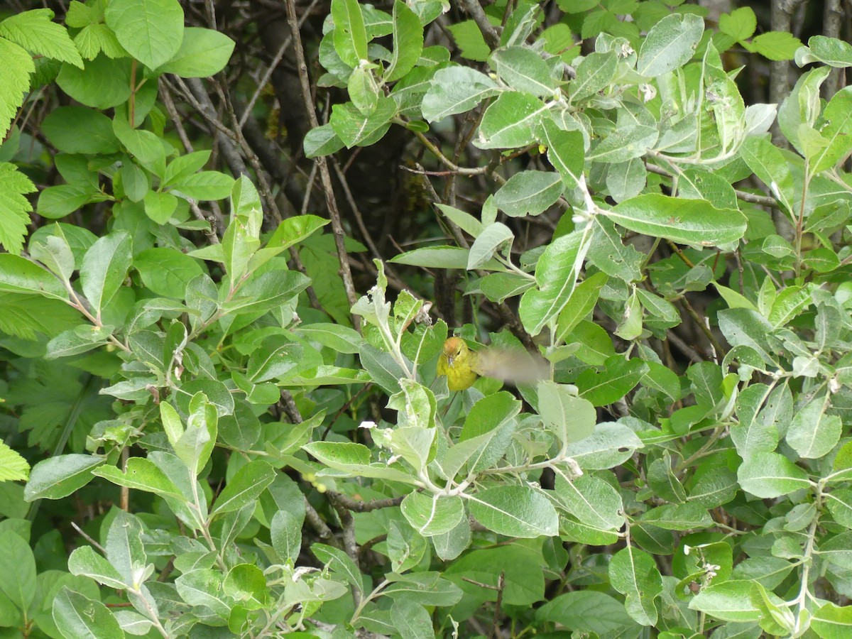 Orange-crowned Warbler (lutescens) - ML522606561