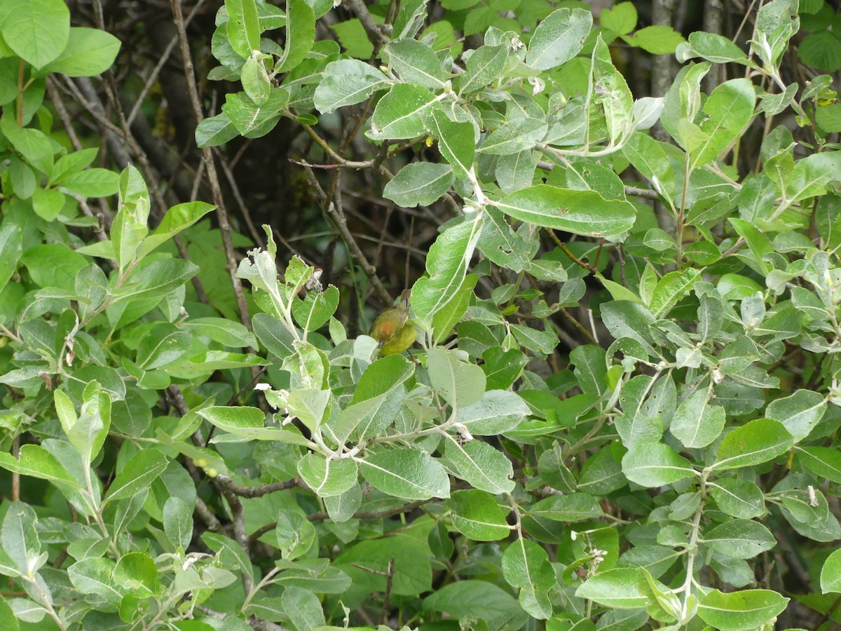 Orange-crowned Warbler (lutescens) - ML522606571