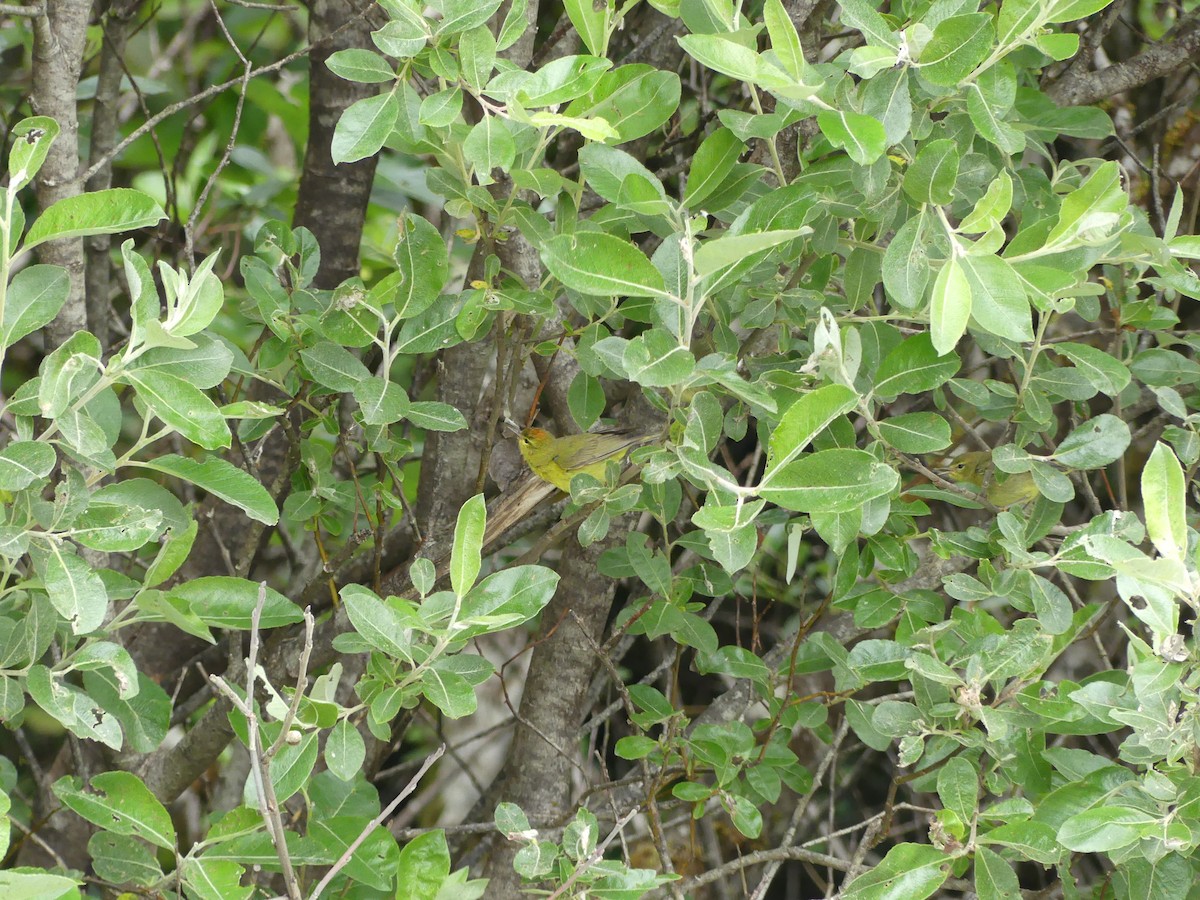 Orange-crowned Warbler (lutescens) - ML522606581