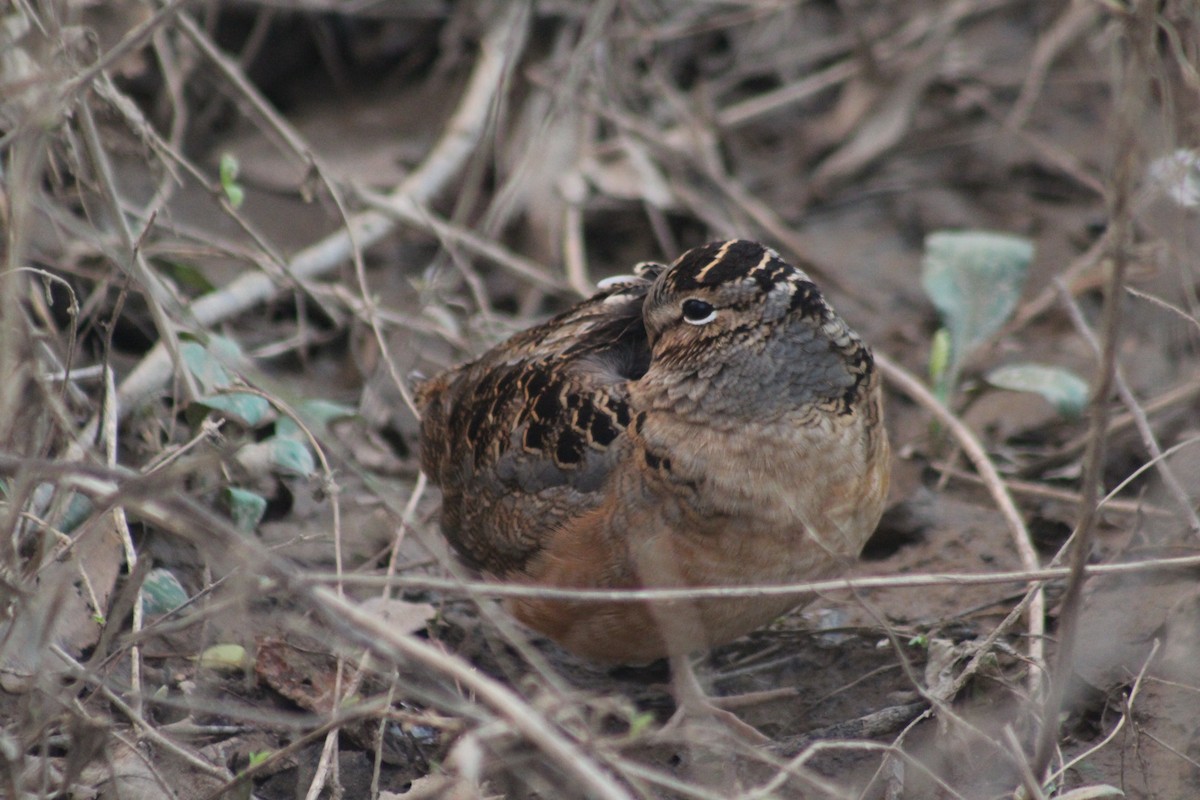 American Woodcock - ML522607831