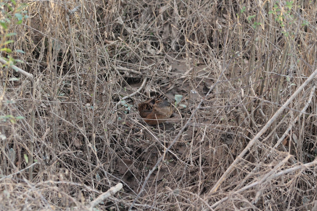 American Woodcock - ML522607861