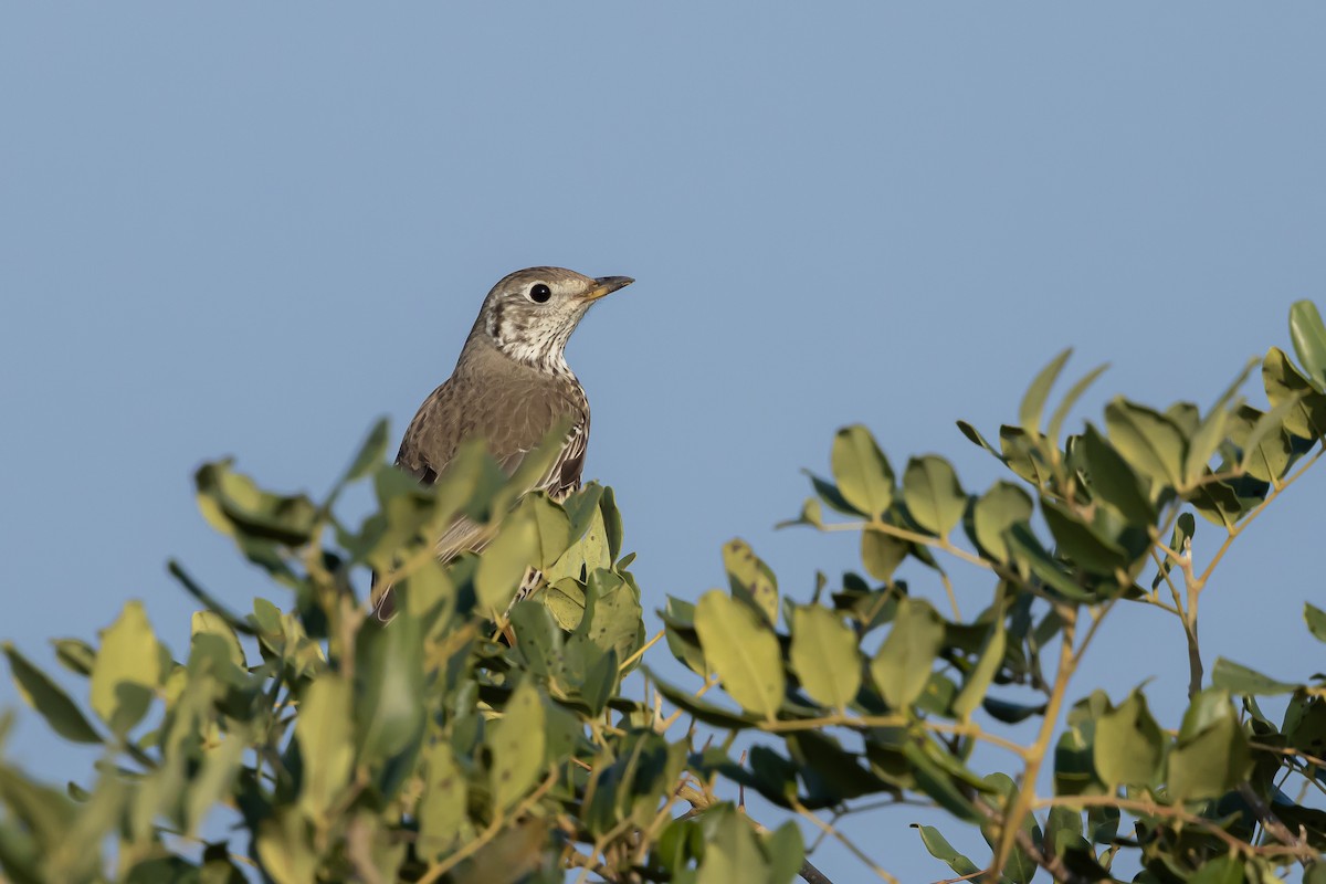 Mistle Thrush - ML522608291